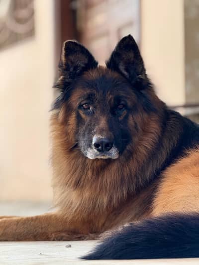 German Shepherd – 28 Months Old – Healthy & Trained