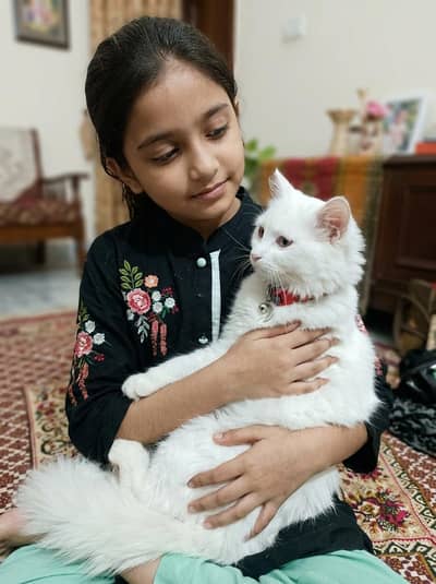 Persian Cat for Sale – 7 Months Old