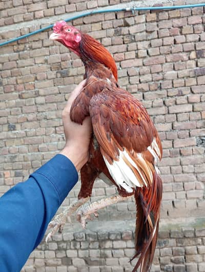 Assel peela . Assel lasani .  Assel mushka . peeli hen. Assel heera