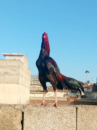 high quality aseel for sale