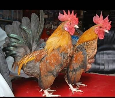 English Game japnese