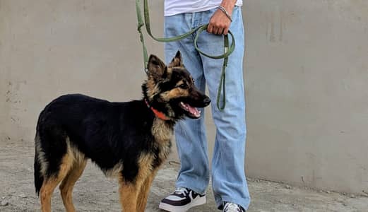 German Shepherd single coat female