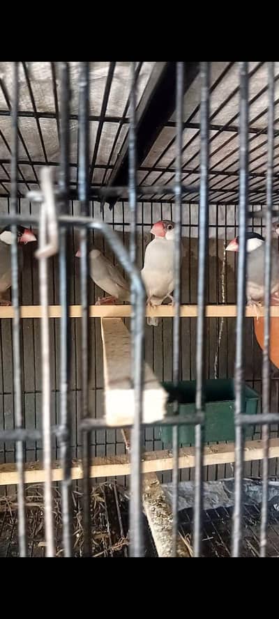 java / australlian / love bird / Dove