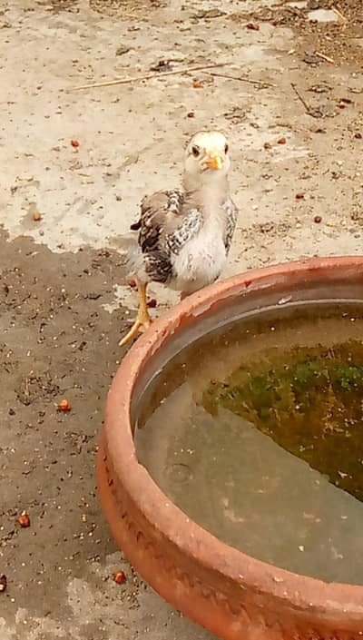 pure aseel jawa chicks