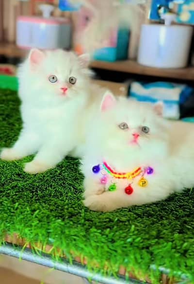 Cat Persian Persian kittens Blue eyes long hair 03/40\58/786\97:⁠-⁠\