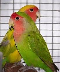 love birds  for sale  pair