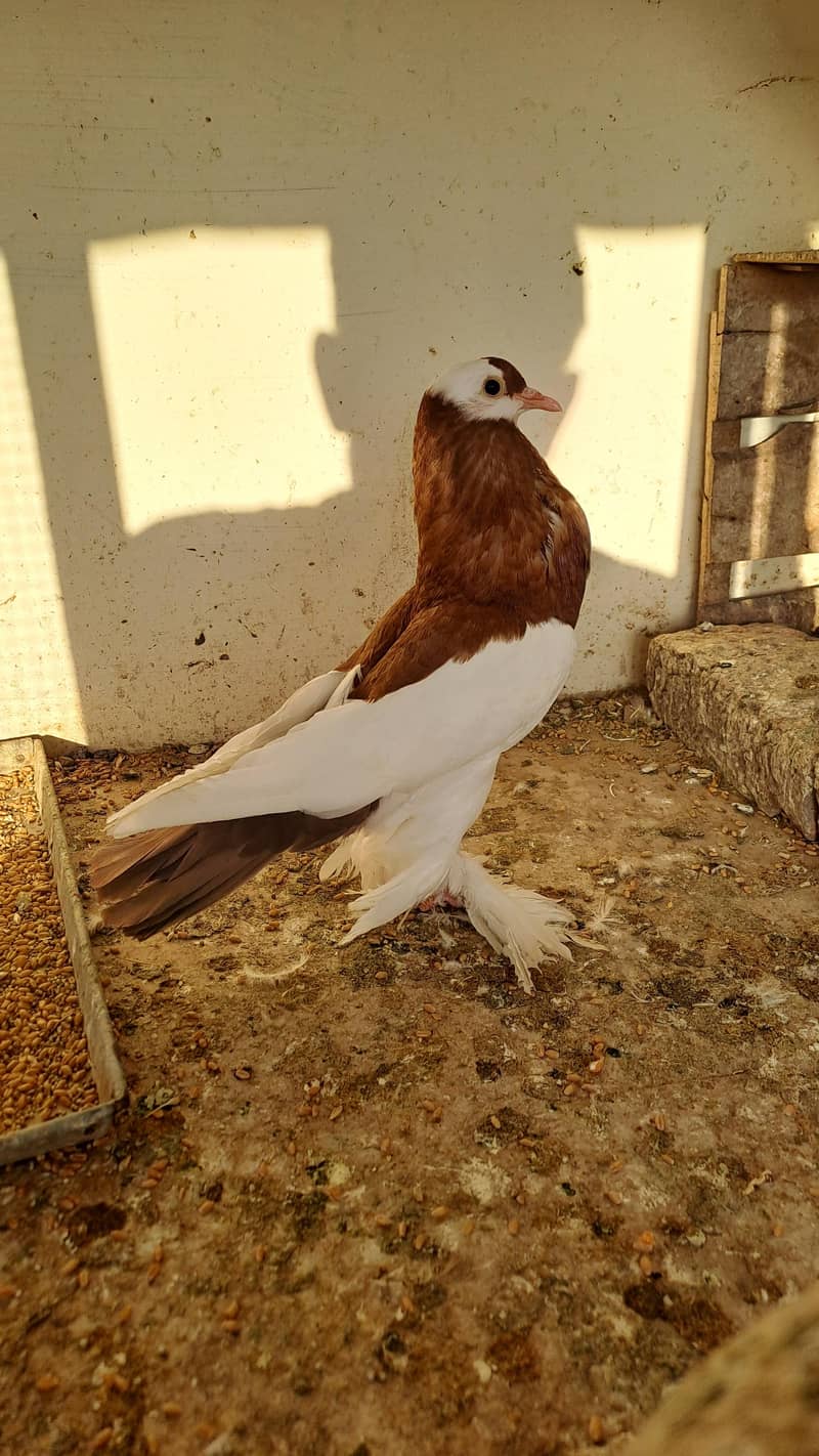 Fancy pigeons 2