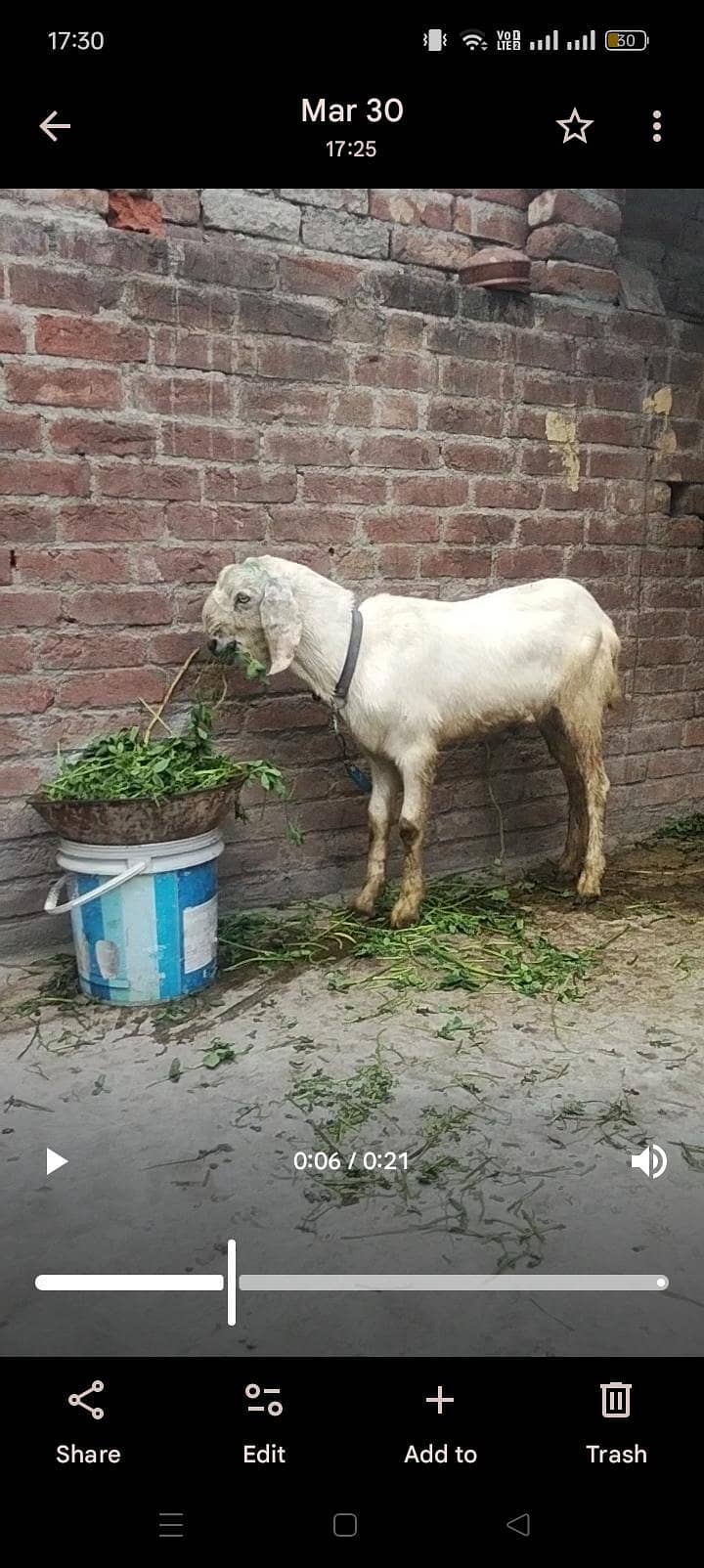 white bakra 0
