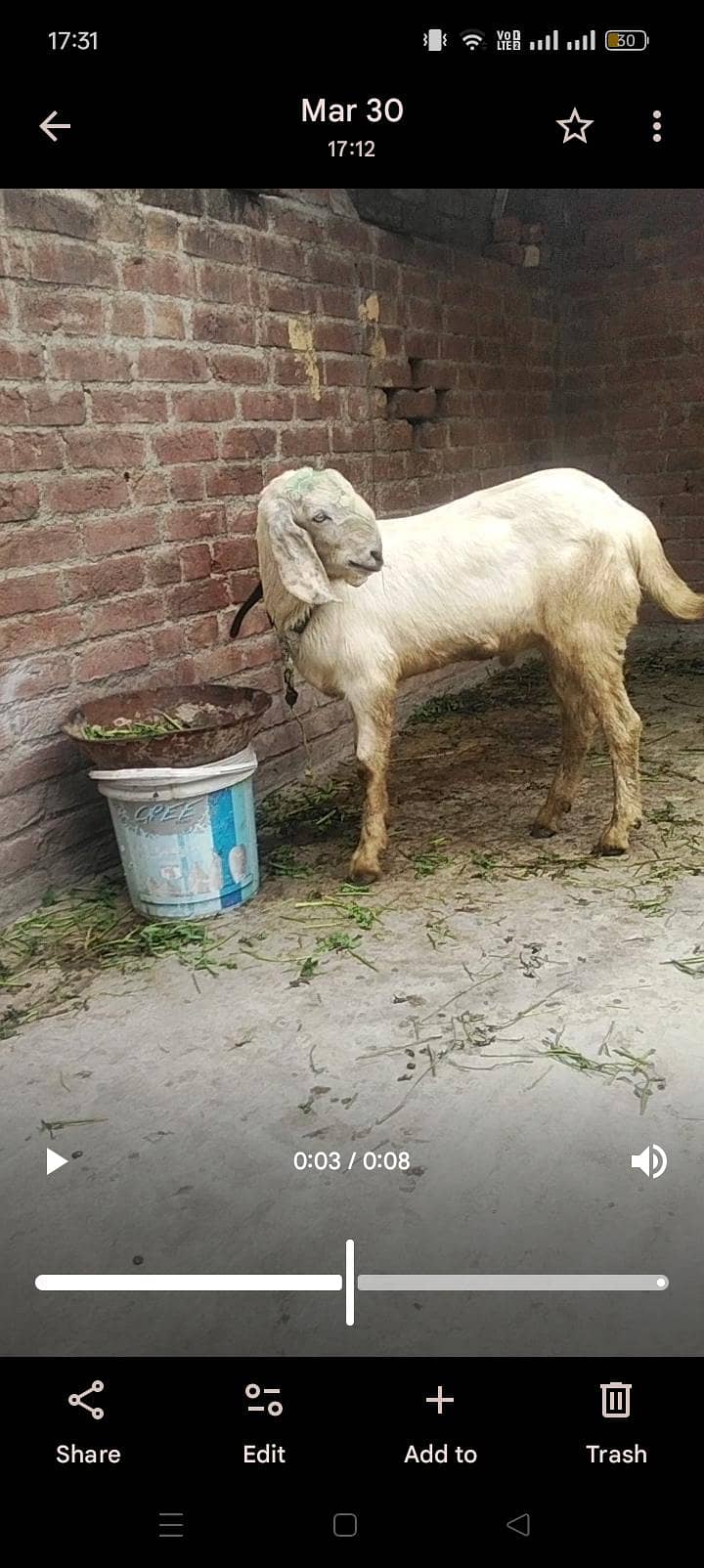 white bakra 1