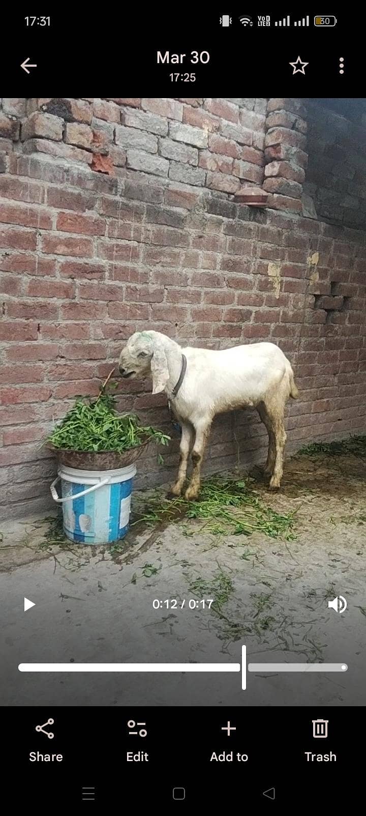 white bakra 2