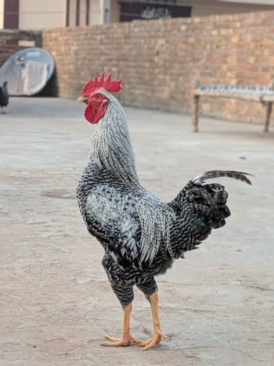 Play Mouth Rock Chicks and Eggs available