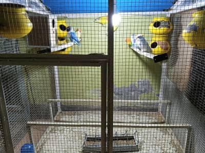 whole love bird setup urgent sale