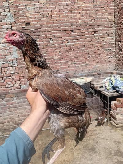 big size aseel murgi or aik Galvi madi available 03350661457