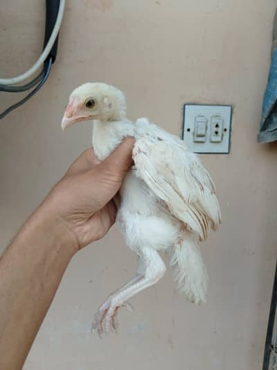 Heera Aseel Cross Chicks