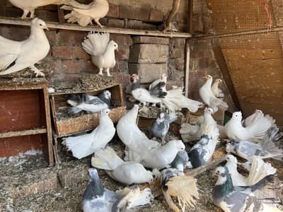 Lakkay & Black zaakh