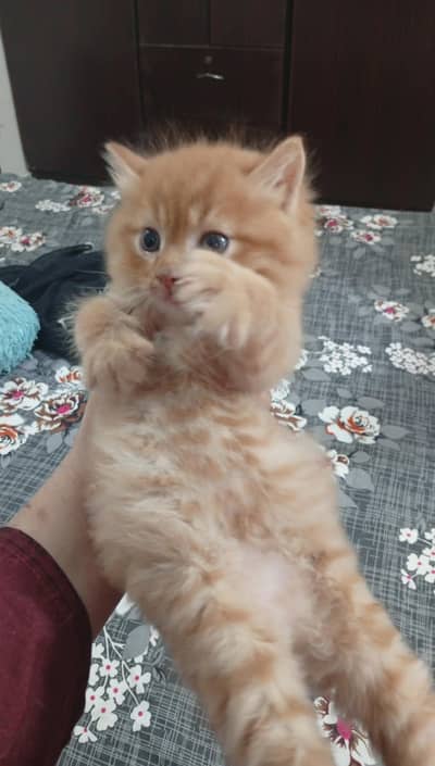 triple coated persian kittens