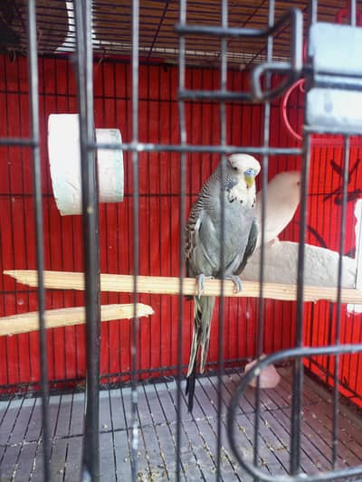 Exhibition breeding pair