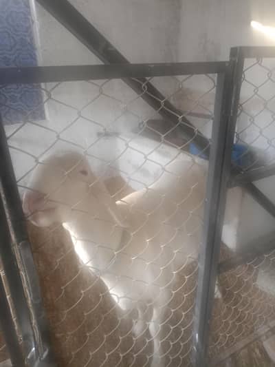 DERA ZAFARI ( QURBANI 2026)