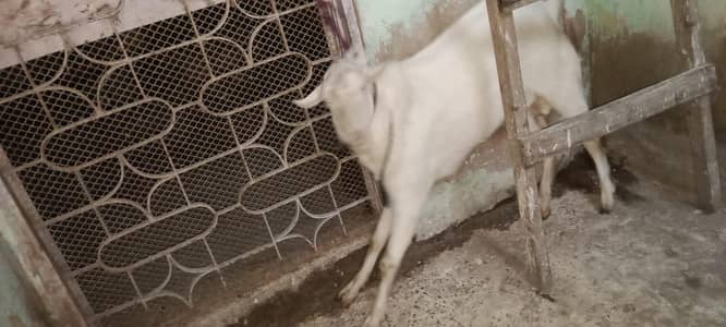 gulabi tedda bakra for sale