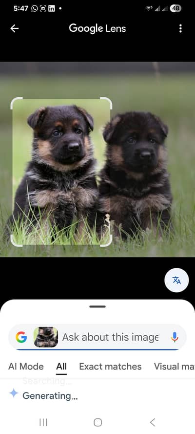 long coat pedigree puppies