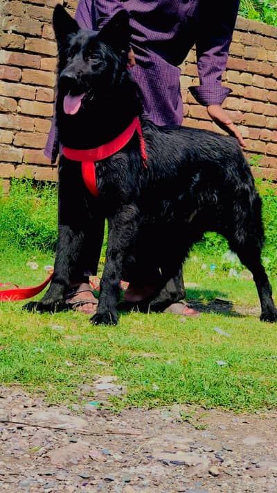 black German Shepard double coad / garman shepherd male dog