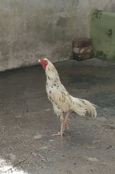 white cheena breedar