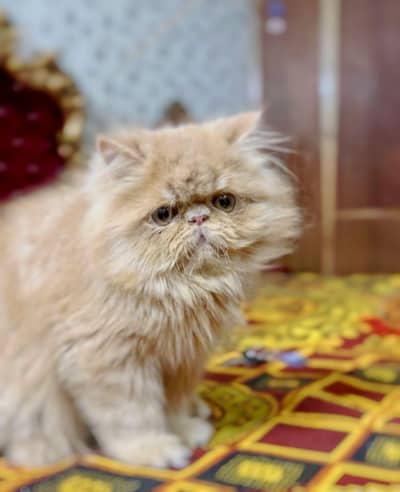 cfa line peki male kitten triple coated