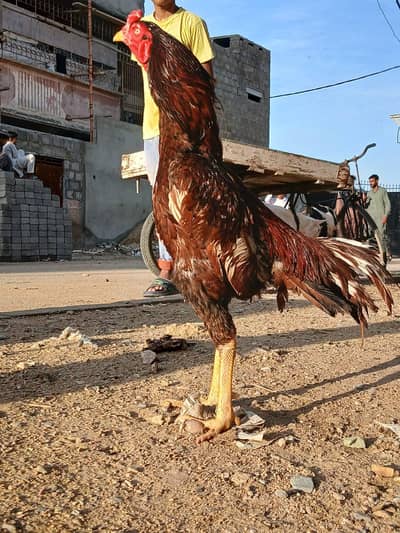 Home breed Quality Aseel