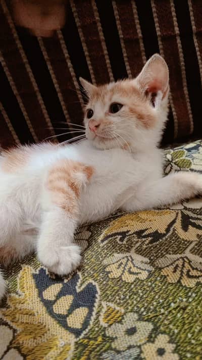 female cat for adoption