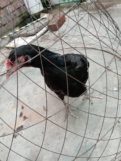 Heera Lassani aseel and desii