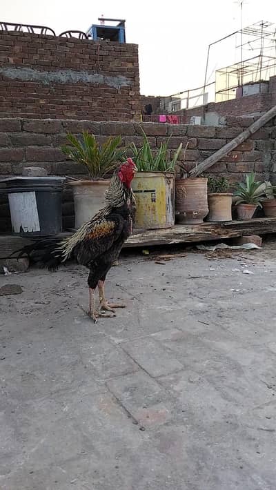 japanese shamo x burmi