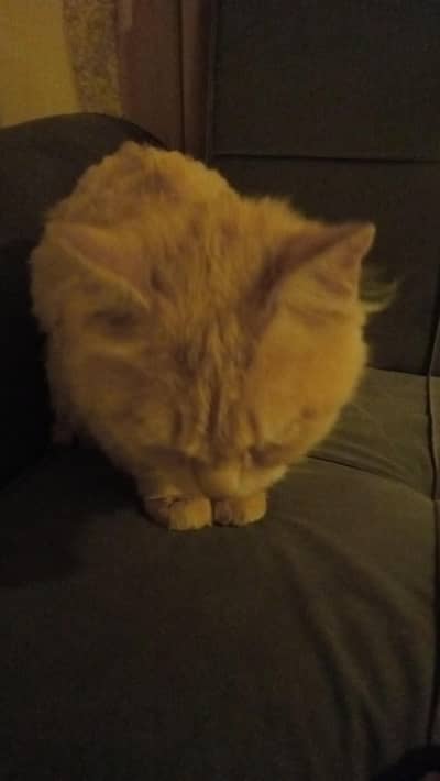 This was an golden trained cat