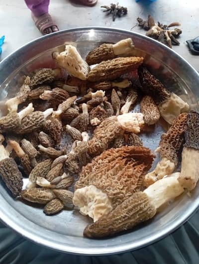 mashroom available