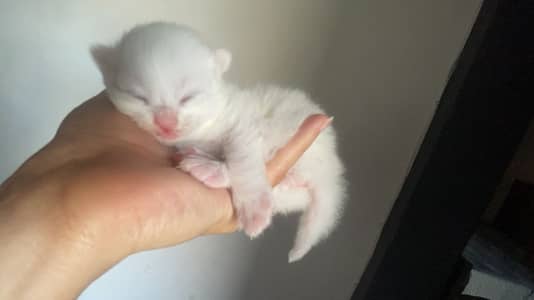 Energetic Female kitten for sale