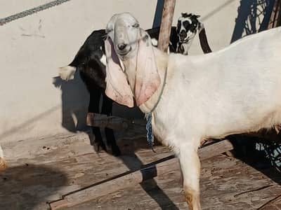 راجن پوری بکرا