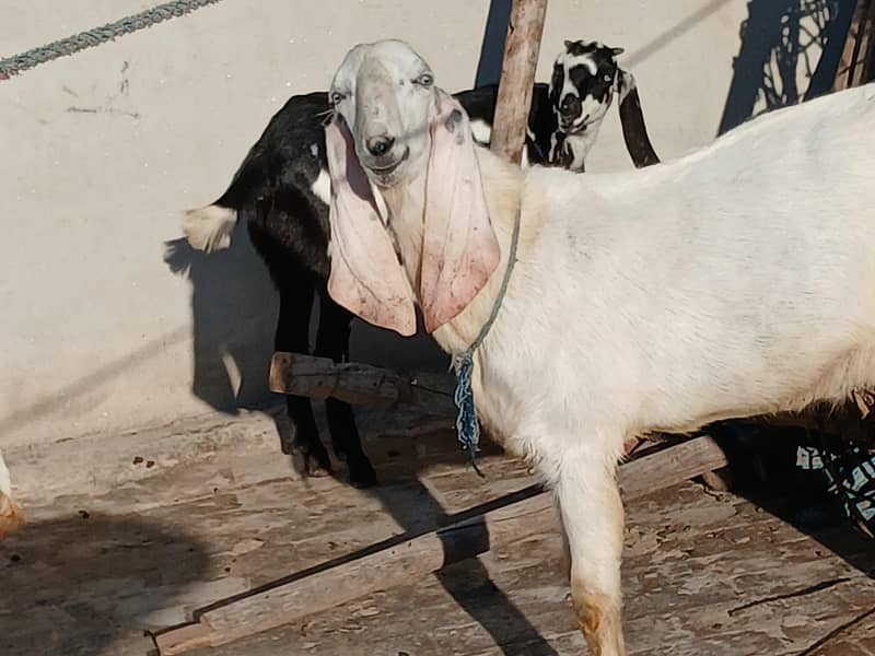 راجن پوری بکرا 0