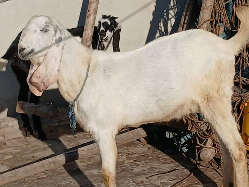 راجن پوری بکرا 1