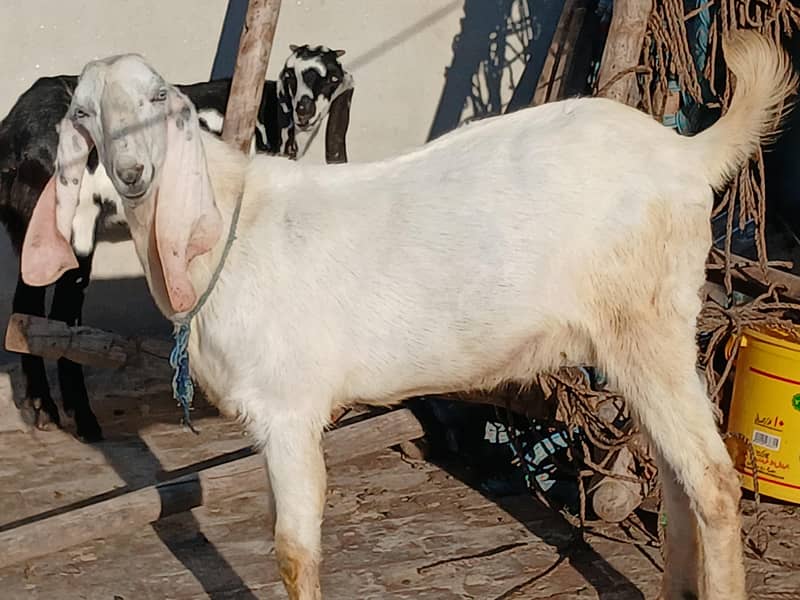 راجن پوری بکرا 2