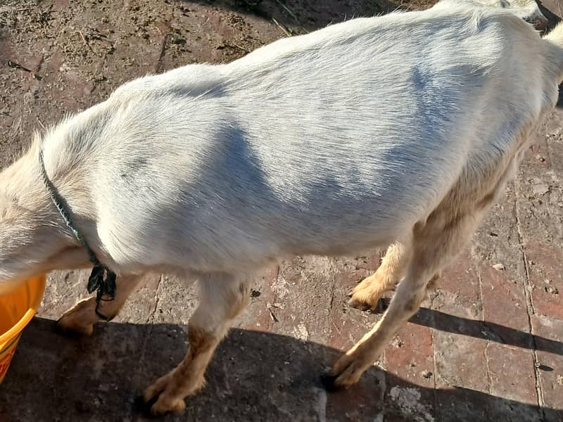 راجن پوری بکرا 3