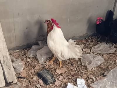 2 austrolorp hens, 1 leghorn roaster and 1 Misri female