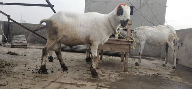 male sheep Ghar pa khud grow Kya ha isko