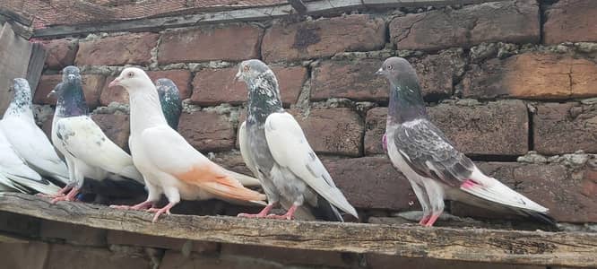 Neelay lakhy goldan Parvazi kabotar for sale