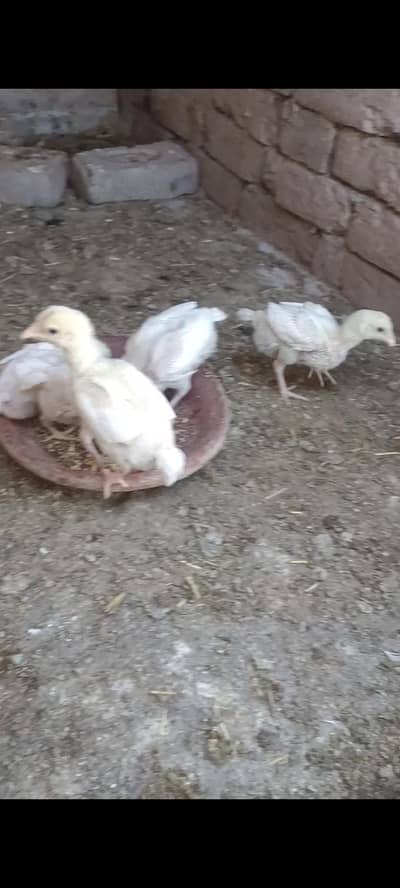 White  chicks 6  menwalei breeds