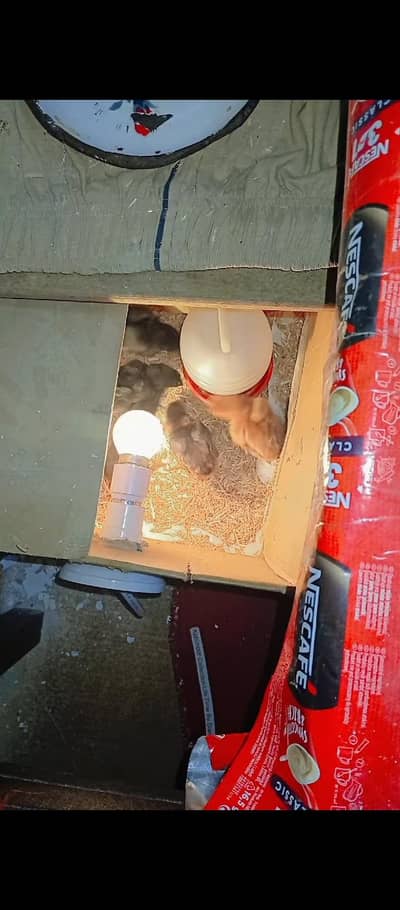 Thai Burmi Pakoye Dragon Chick's Available Healthy Active