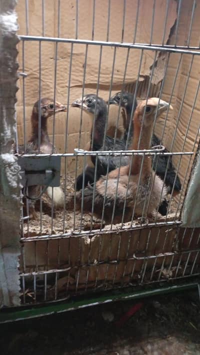 Thai Burmi Pakoye Dragon Chick's Available Healthy Active