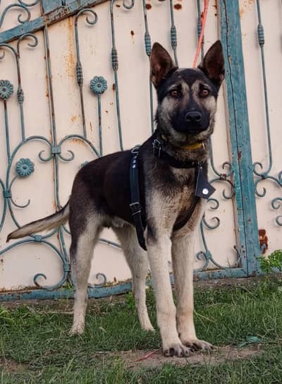 Alsatian Biggyari male age 5 month full security guardian for sale