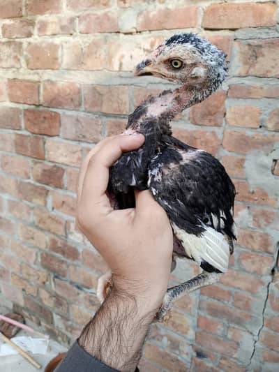 pure mianwali aseel chicks pair