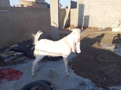 gulabi bakriyan aur Bakra for sale