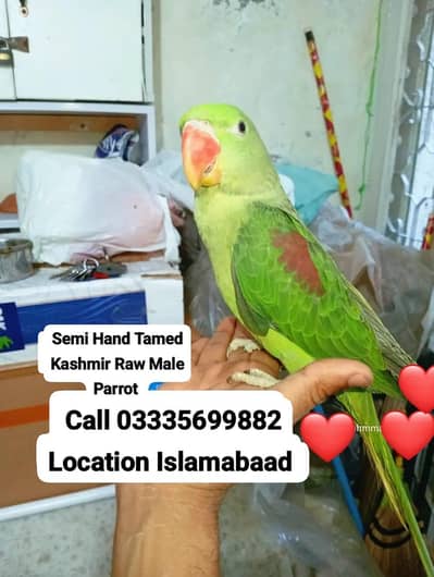 Semi Hand Tamed Kashmiri Raw Male Parrot Jumbo Size
