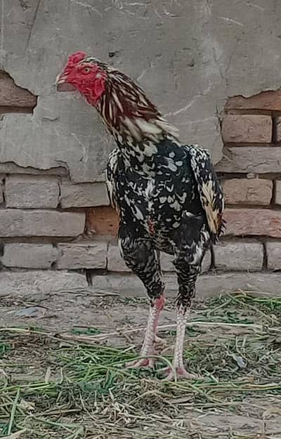 aseel murga Paar se color cheena